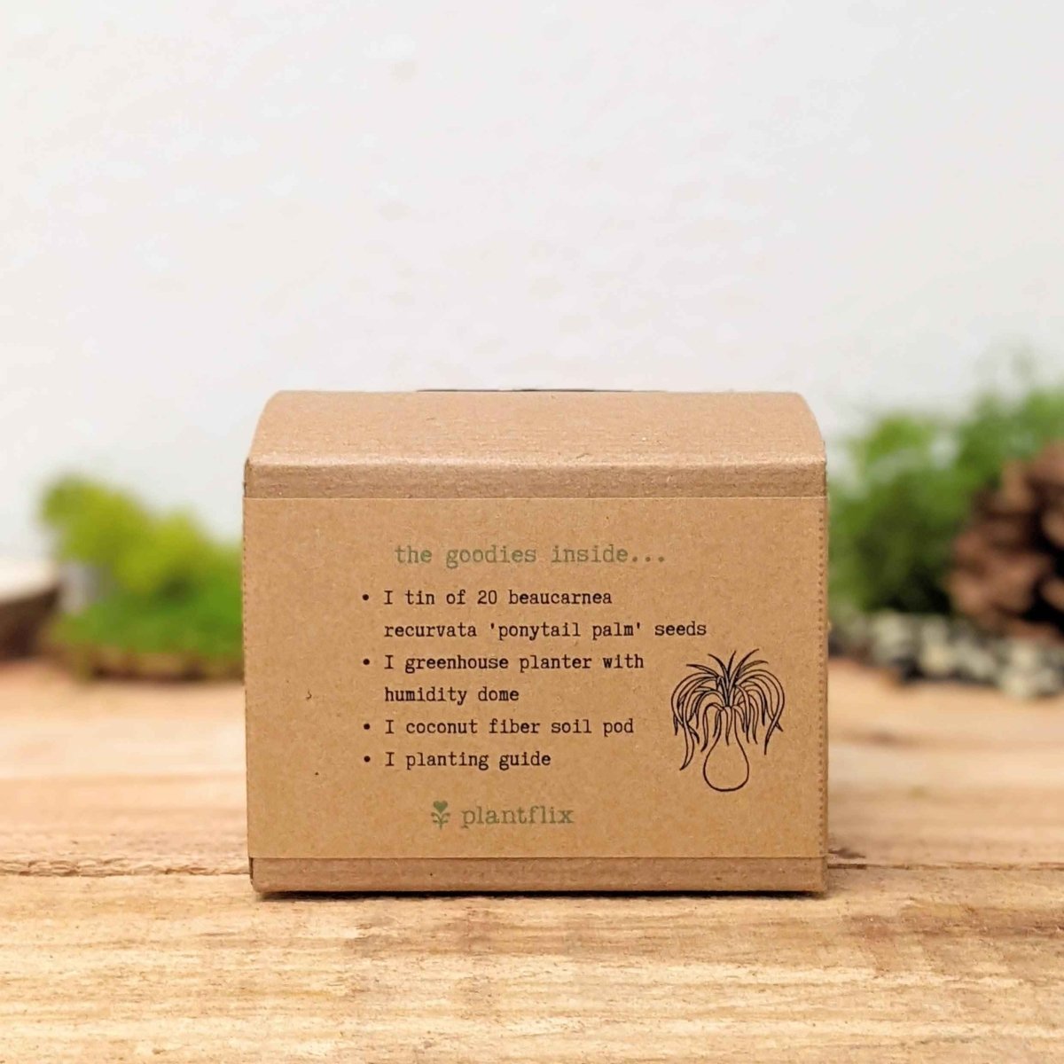 Grow a Ponytail Palm Seed Kit