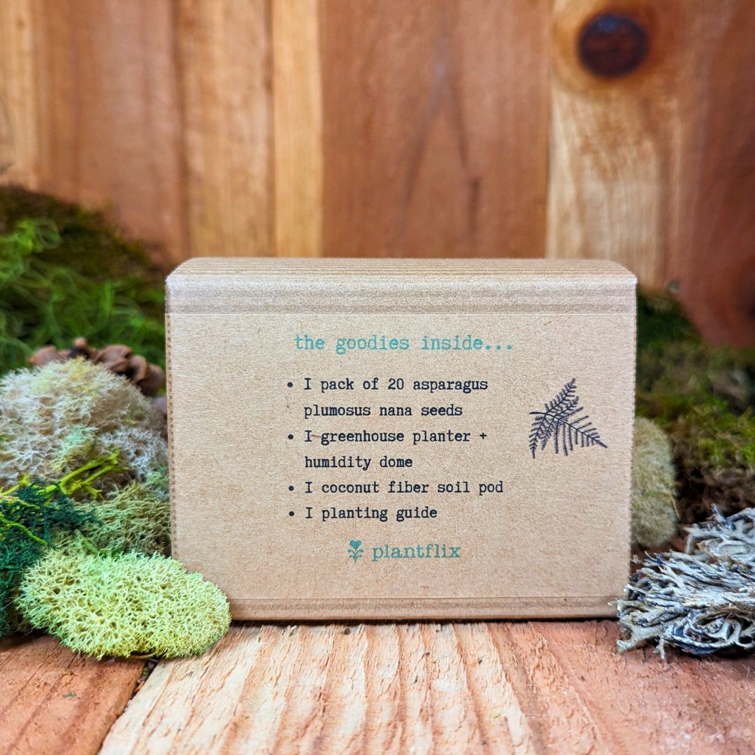 Grow an Asparagus Fern Plant Seed Kit