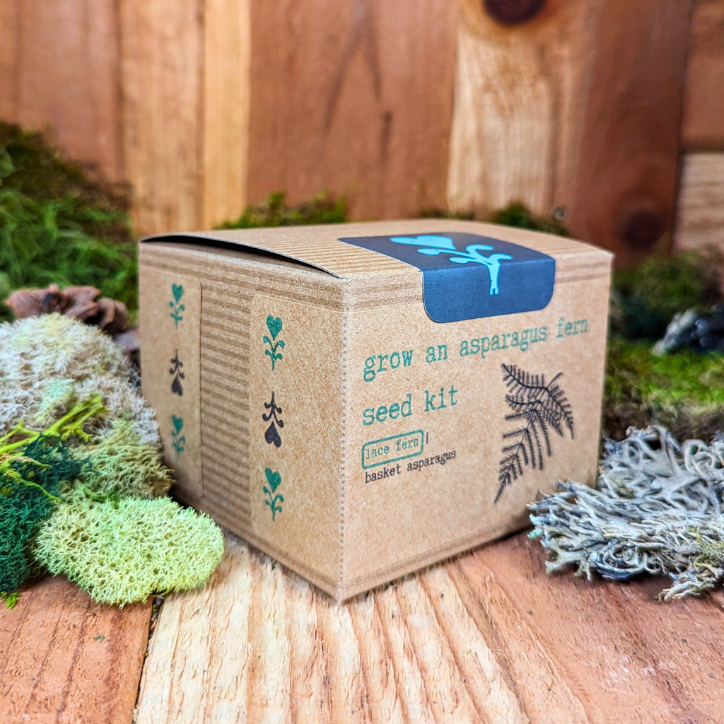 Grow an Asparagus Fern Plant Seed Kit