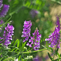 Hairy Vetch – 100 Seeds
