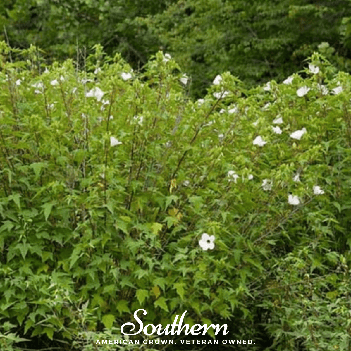 Rose Mallow Hibiscus – 25 Seeds