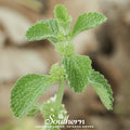 Horehound – 50 Seeds