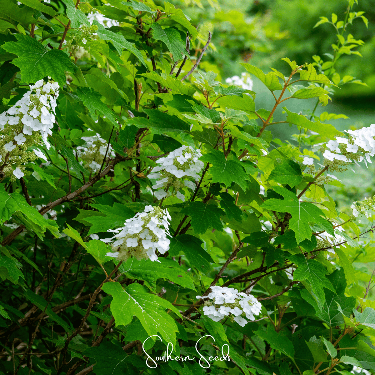 Oakleaf Hydrangea – 100 Seeds