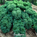 Dwarf Blue Curled Scotch Kale – 250 Seeds