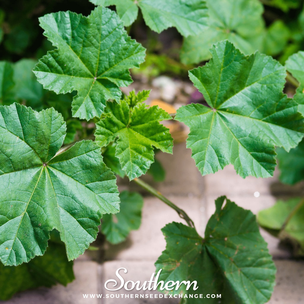 Lady’s Mantle – 50 Seeds