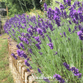 Hidcote Lavender – 50 Seeds