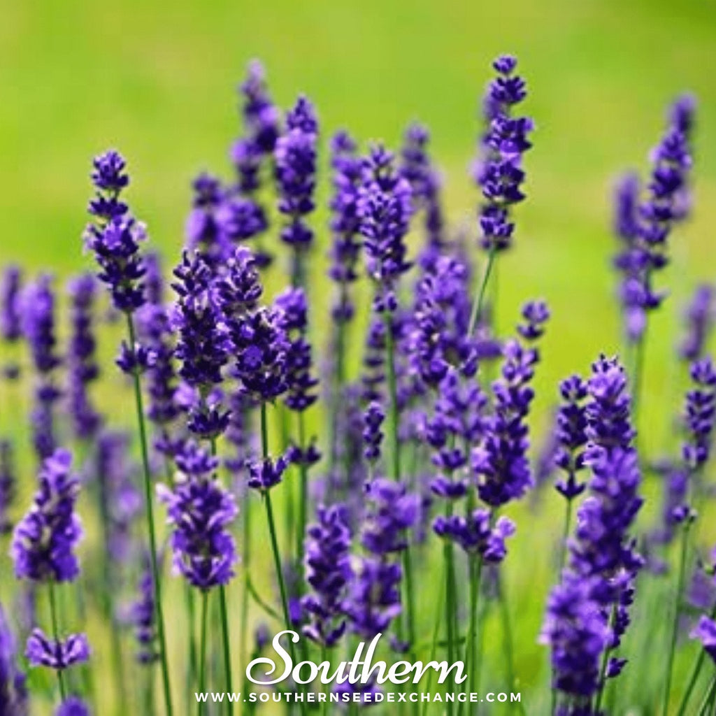 Vera Lavender – 100 Seeds