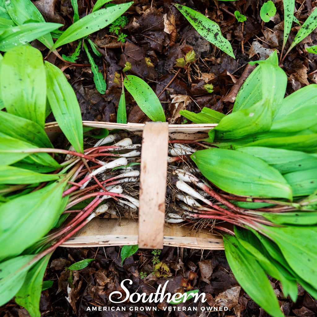 Wild Leek (Ramps) – 10 Seeds
