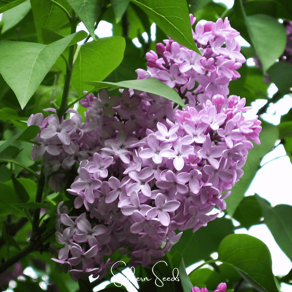 Early Blooming Lilac – 30 Seeds