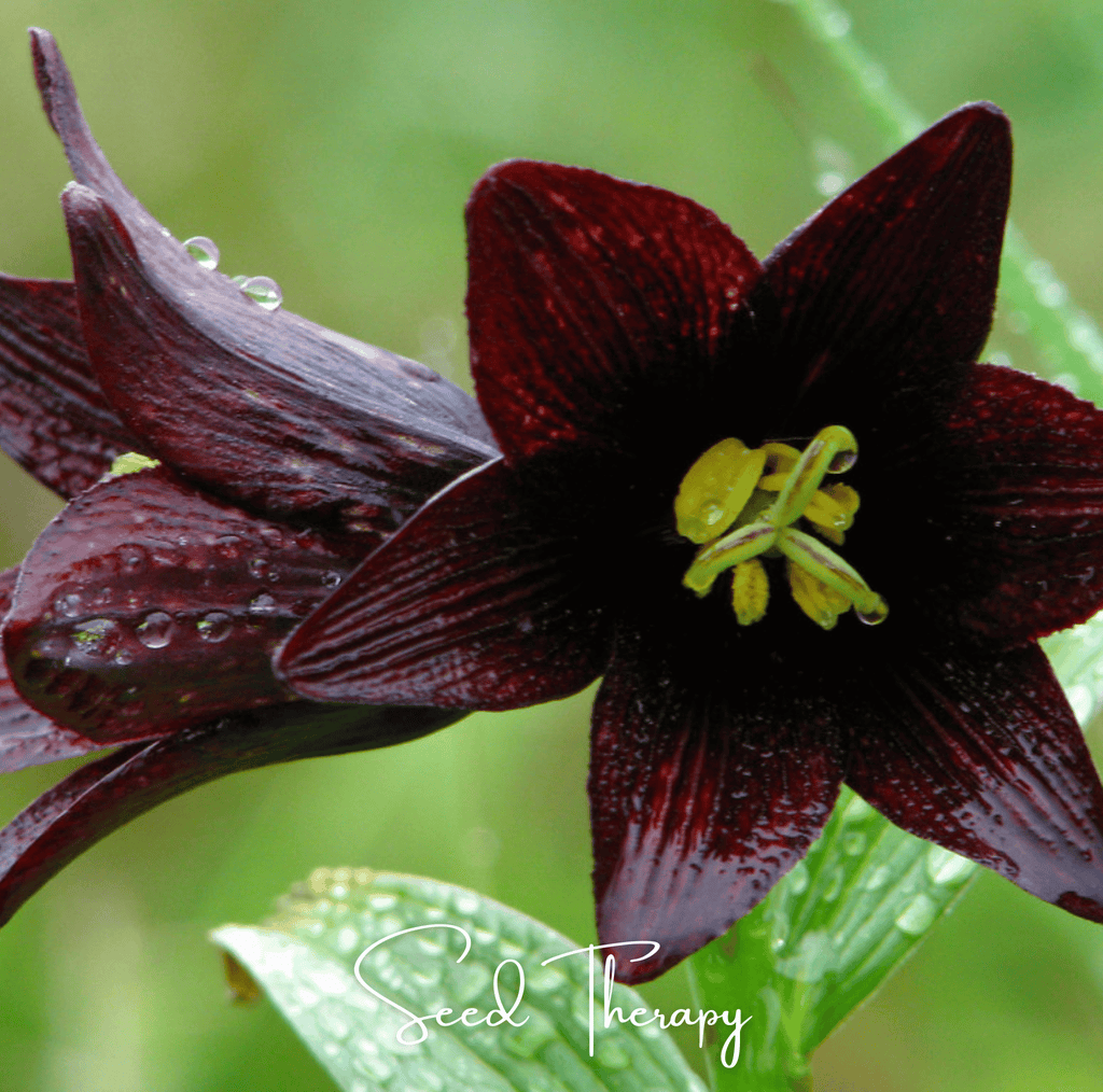 Chocolate Lily – 10 Seeds