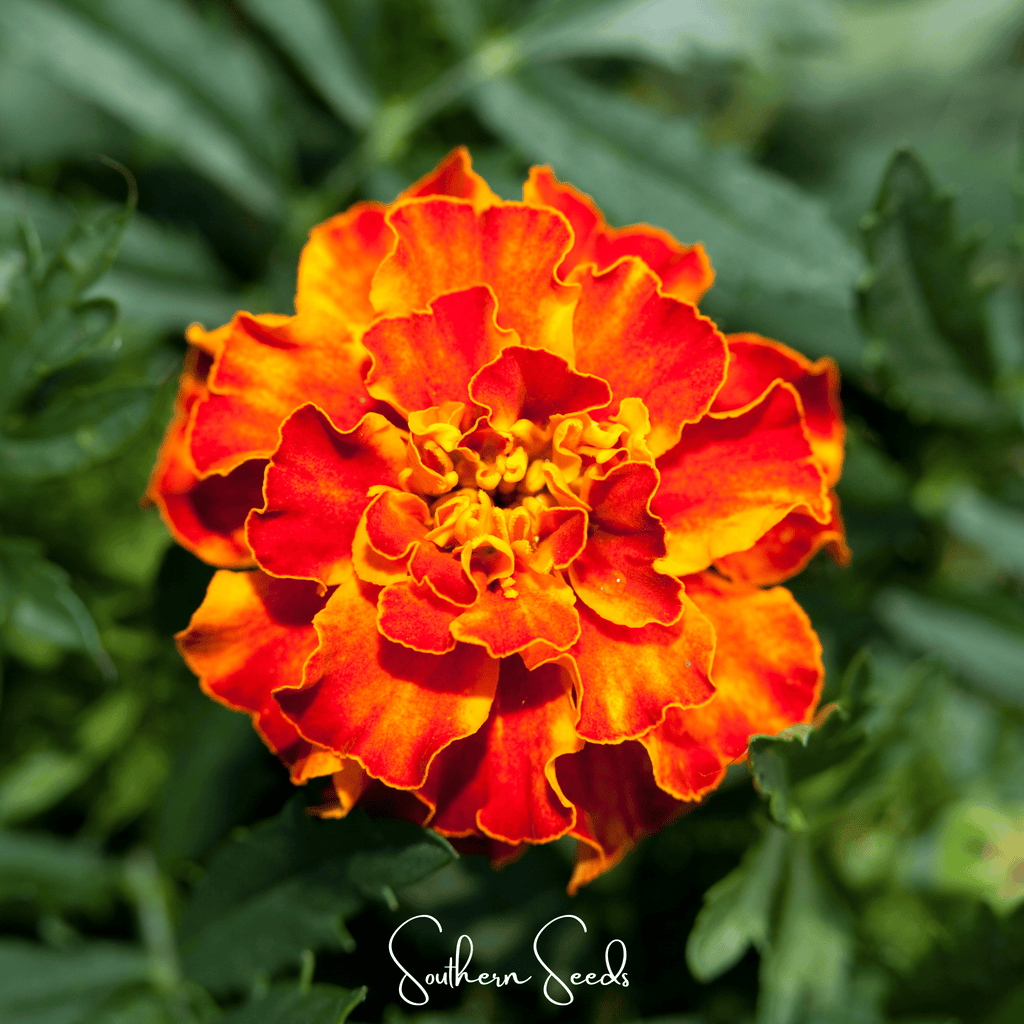 Bolero French Marigold – 50 Seeds