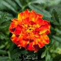 Bolero French Marigold – 50 Seeds