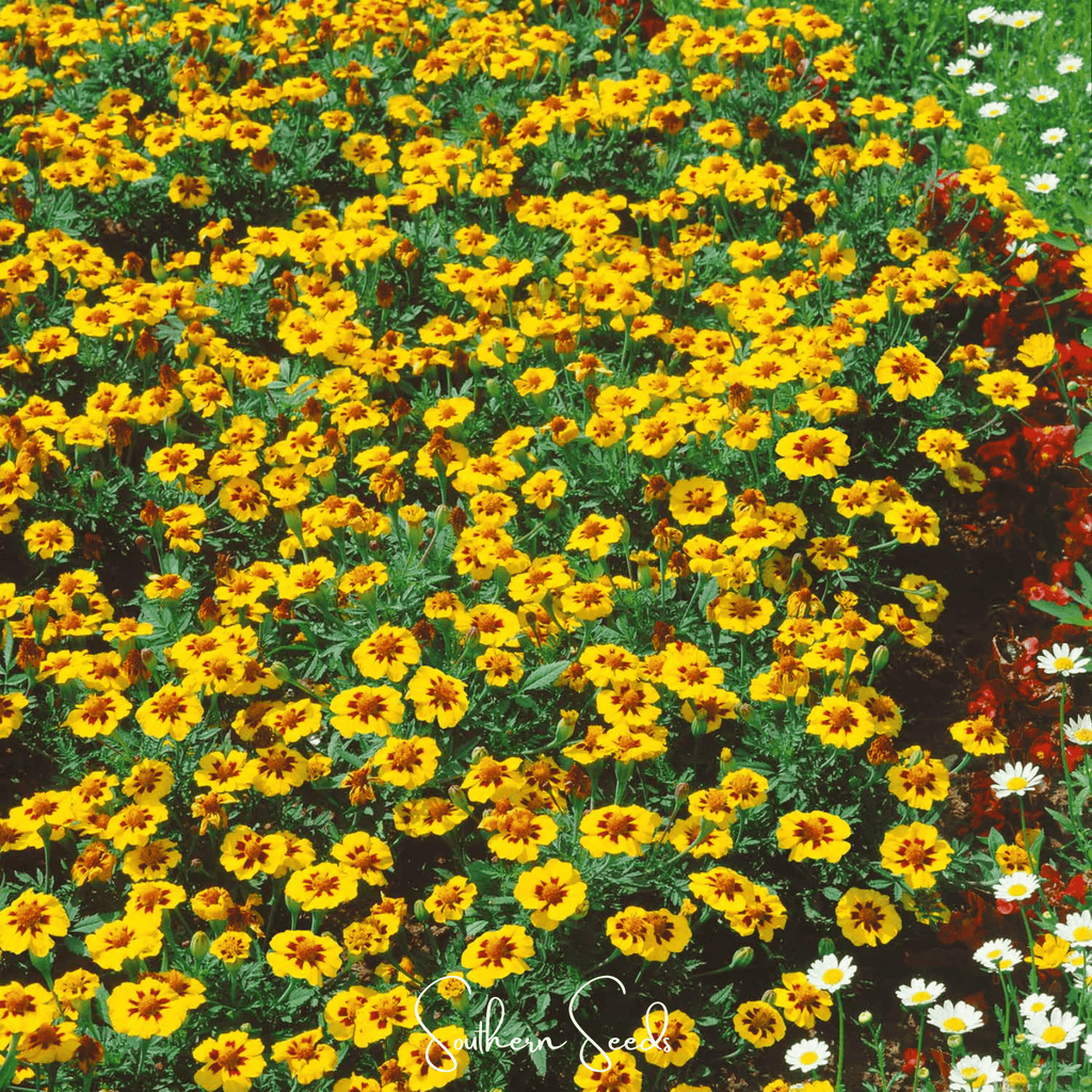 Naughty Marietta Marigold – 100 Seeds