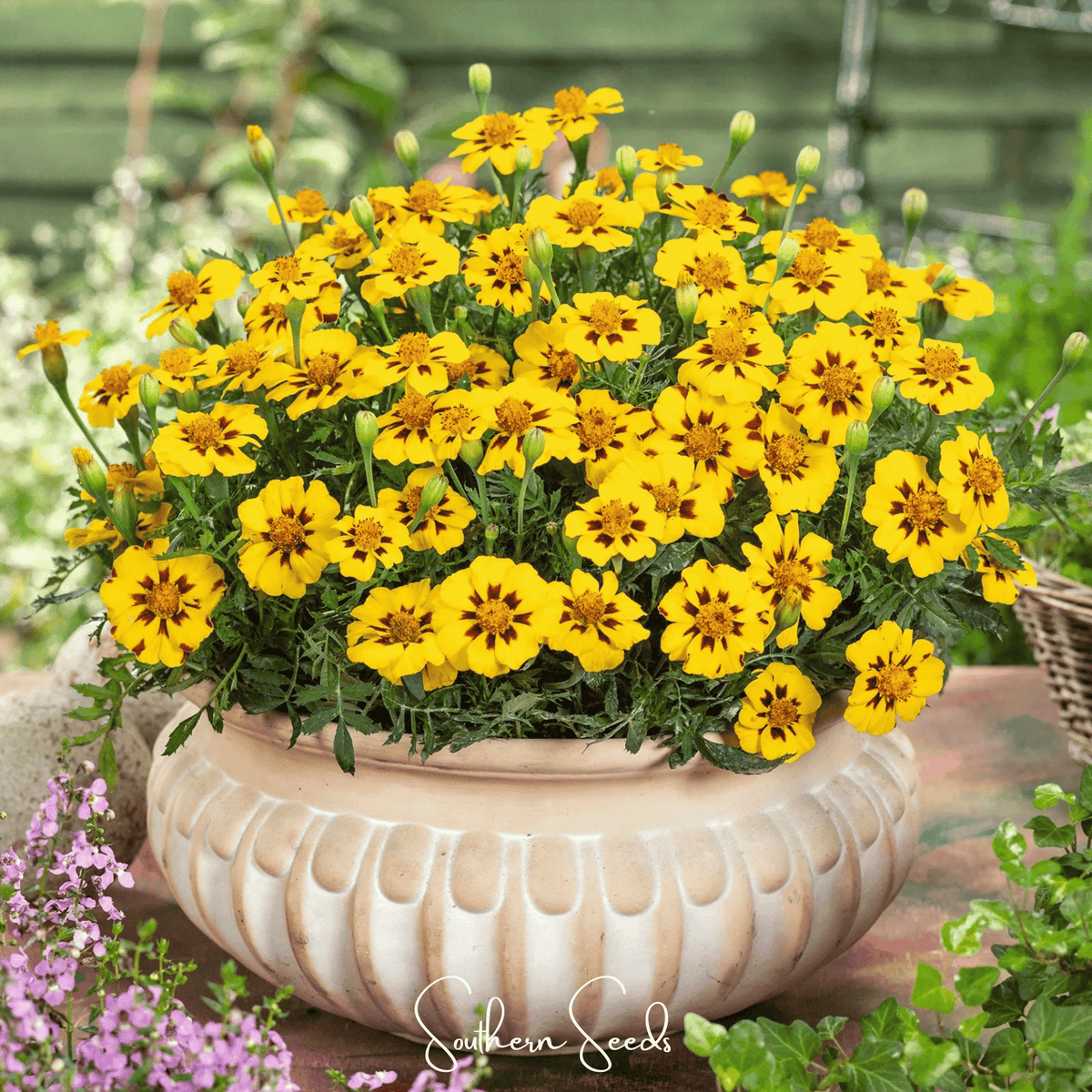 Naughty Marietta Marigold – 100 Seeds