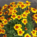 Naughty Marietta Marigold – 100 Seeds
