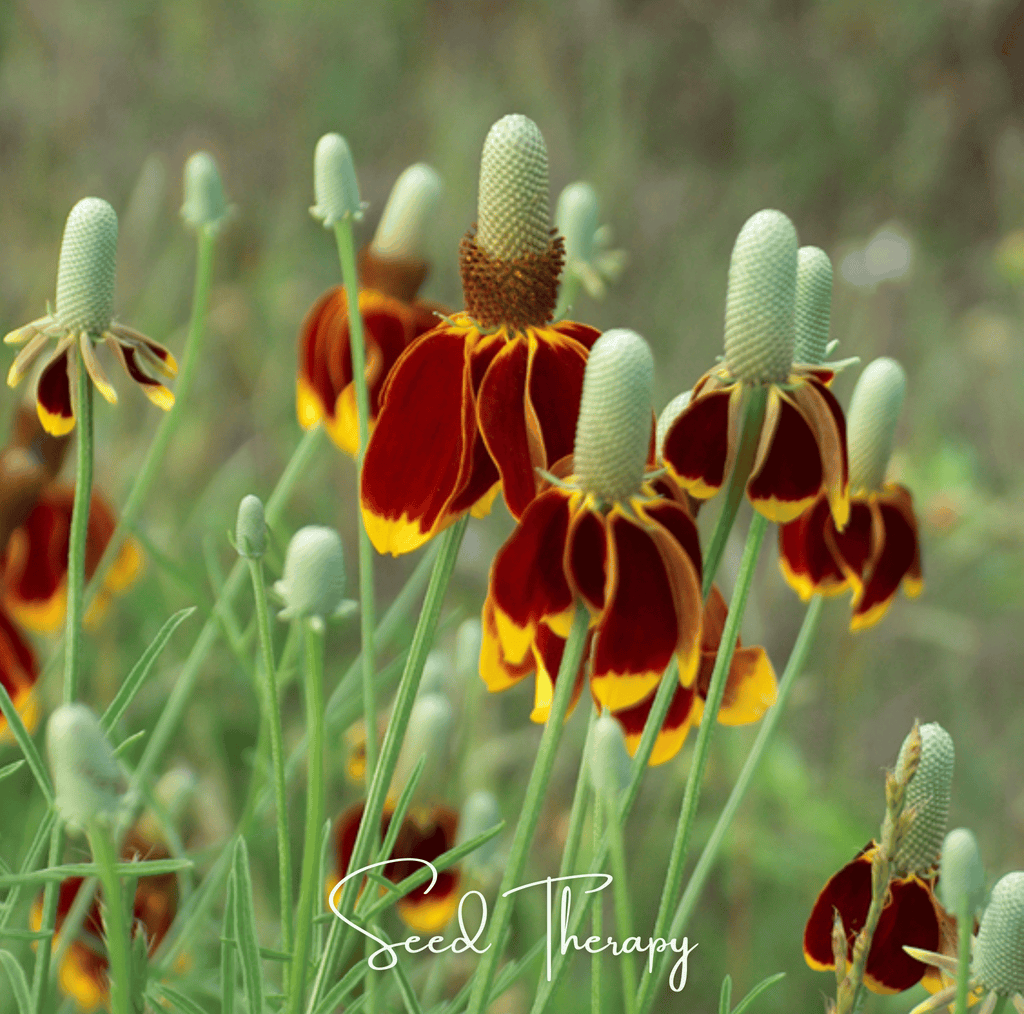 Mexican Hat – 100 Seeds