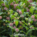 Common Milkweed – 50 Seeds