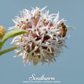 Showy Milkweed – 20 Seeds