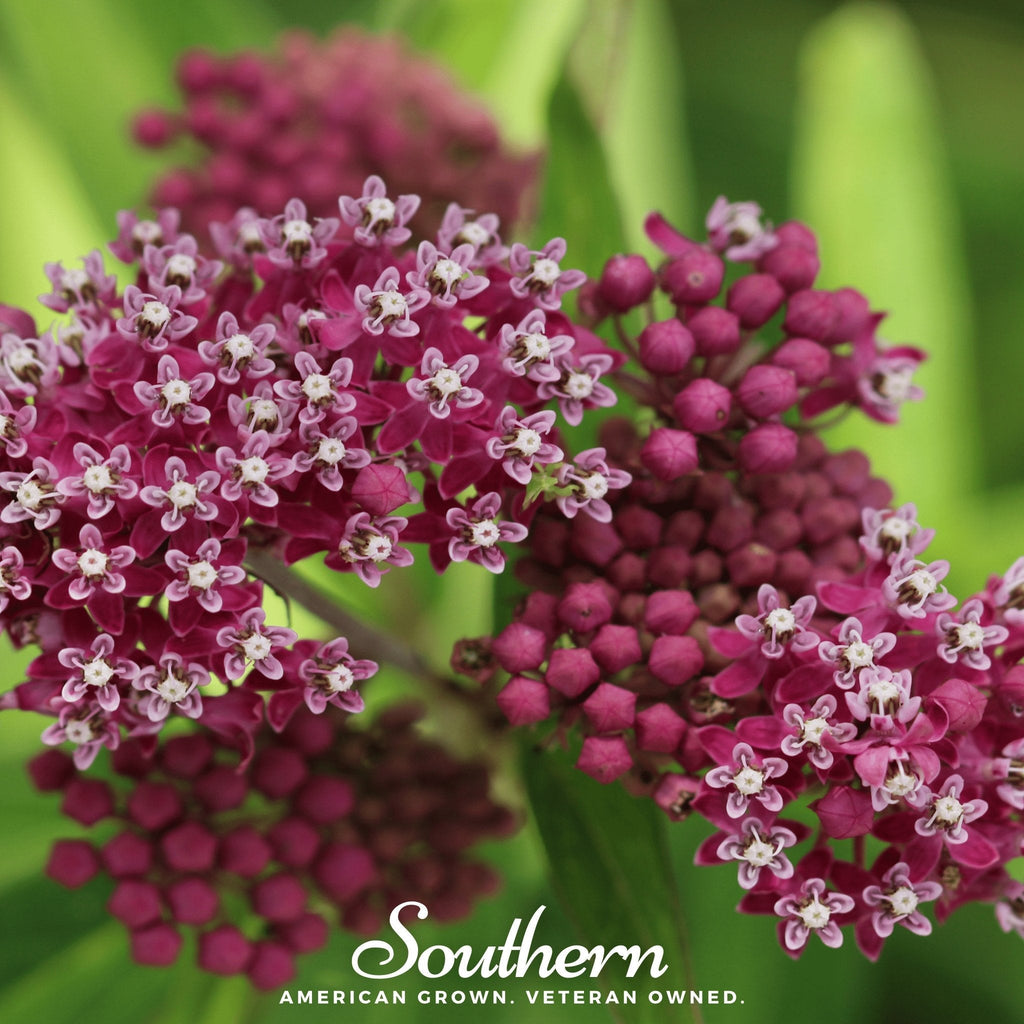 Swamp Milkweed – 50 Seeds