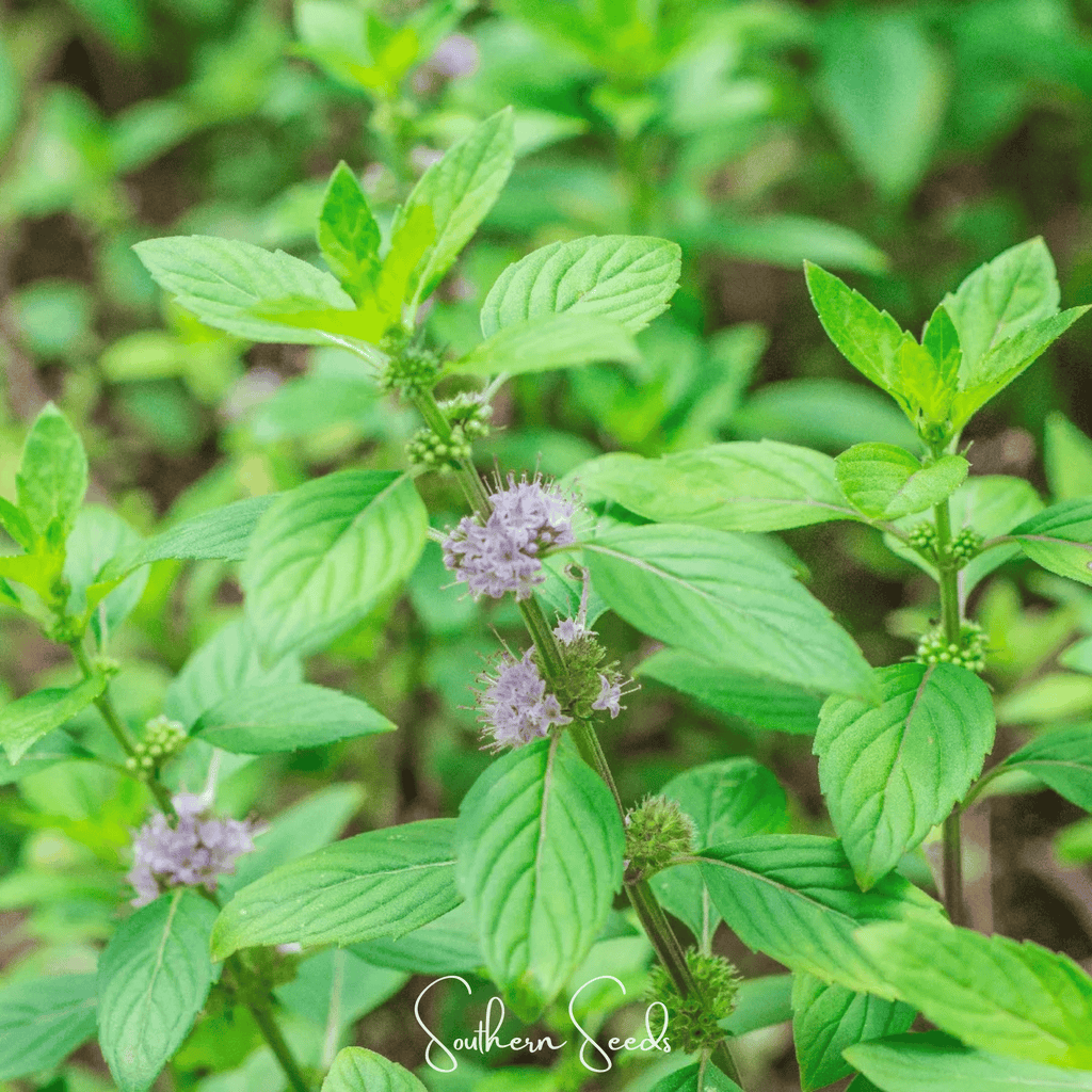 Wild Corn Mint – 100 Seeds