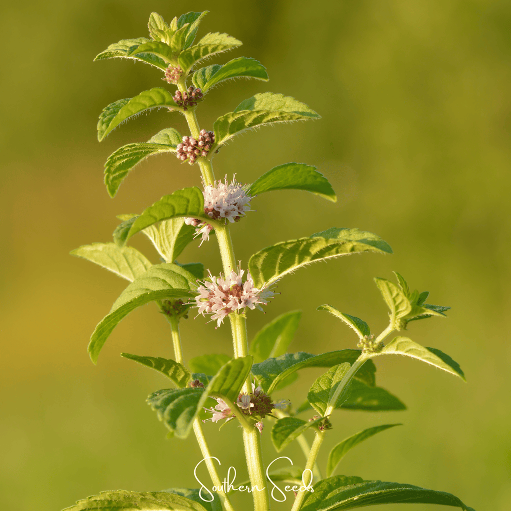 Wild Corn Mint – 100 Seeds