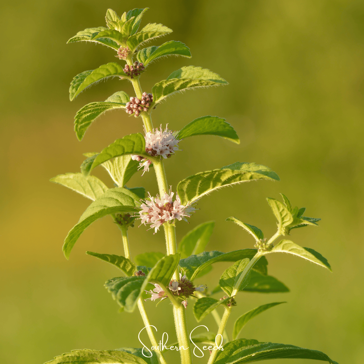 Wild Corn Mint – 100 Seeds