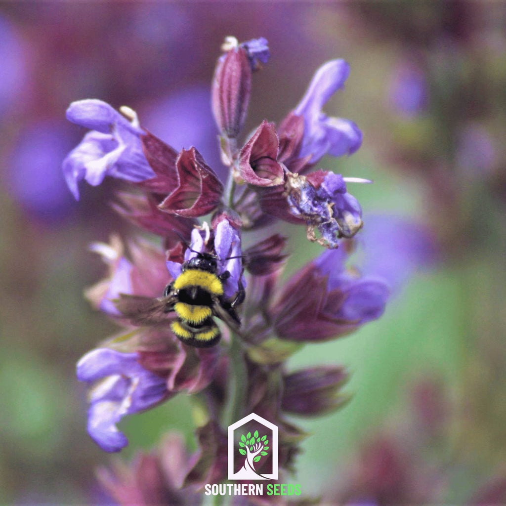 Dragonhead Moldavian Balm – 50 Seeds