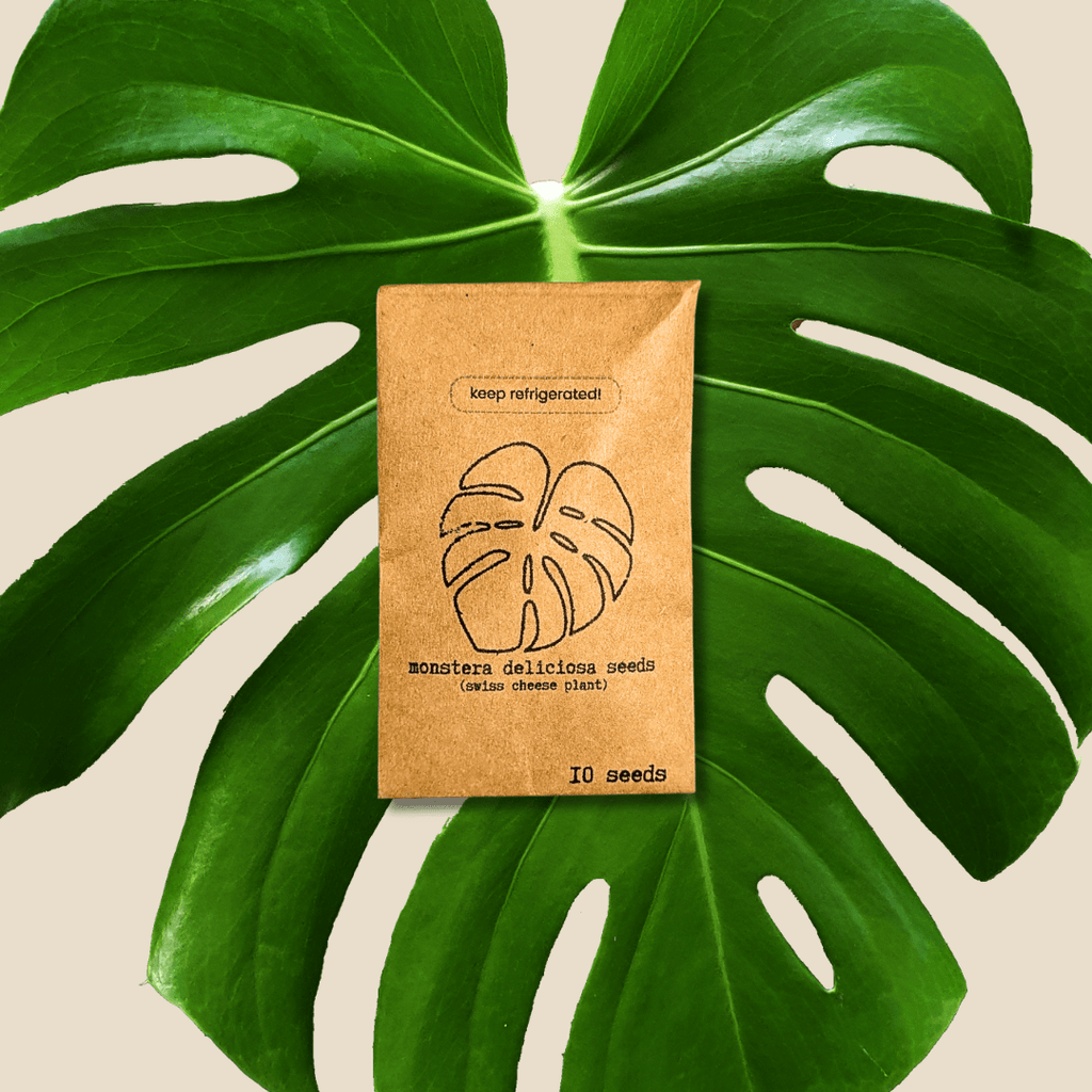 Monstera Deliciosa "Swiss Cheese Plant" Seeds