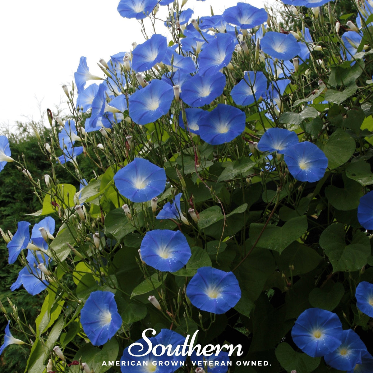 Heavenly Blue Morning Glory – 50 Seeds