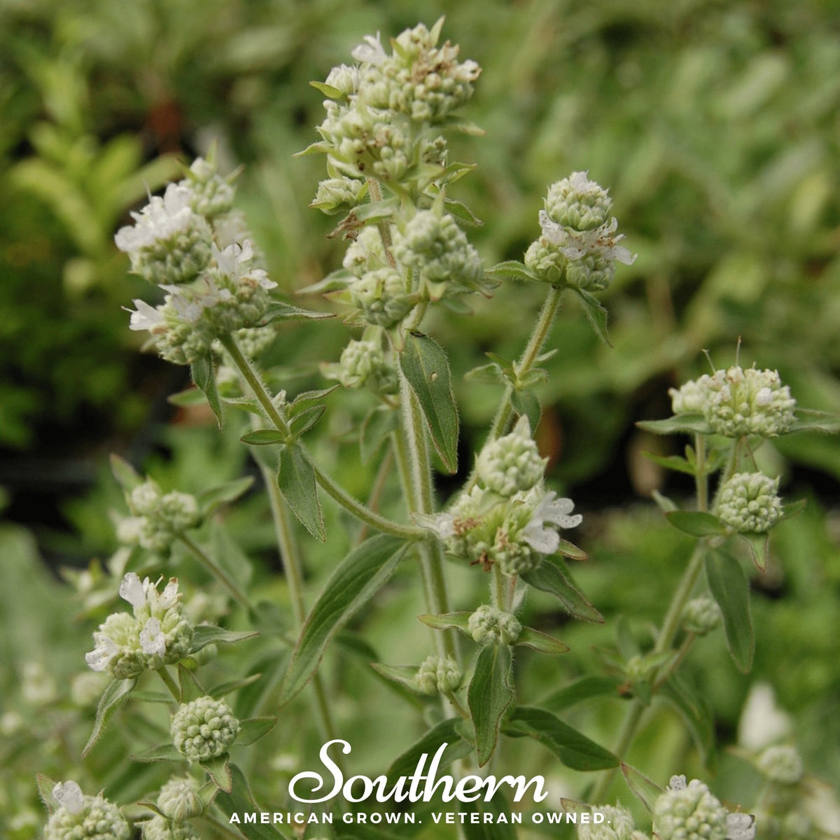 Mountain Mint – 100 Seeds