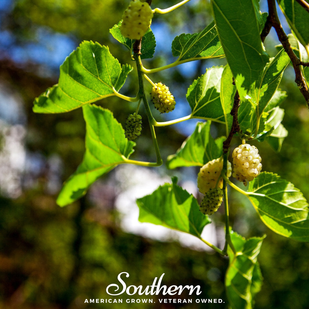 White Mulberry – 50 Seeds