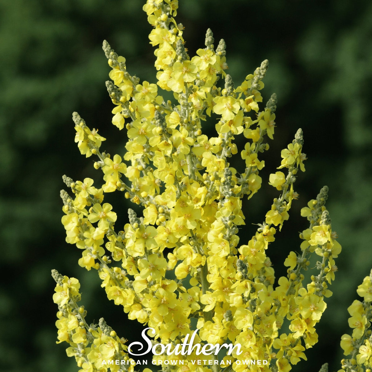Greek Mullein – 100 Seeds