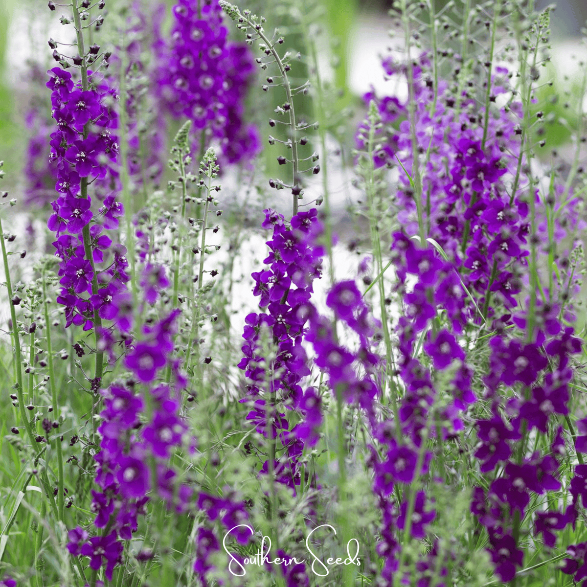 Purple Mullein – 50 Seeds