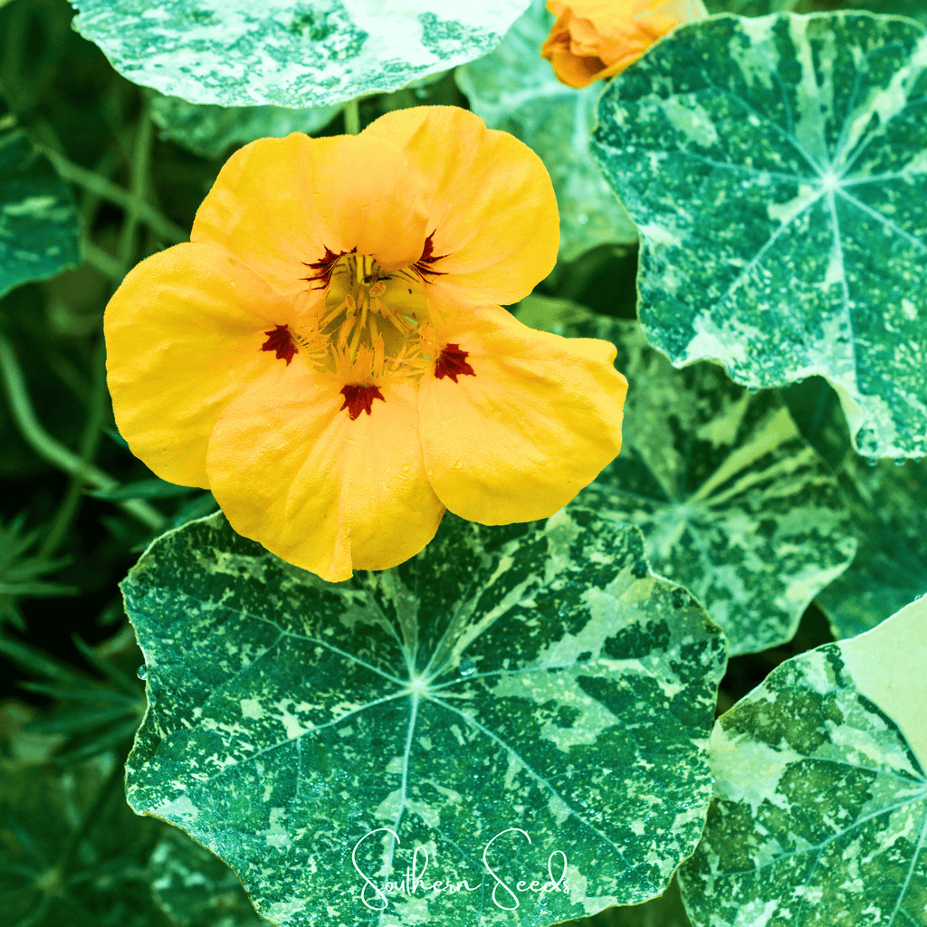 Alaska Mix Nasturtium – 25 Seeds
