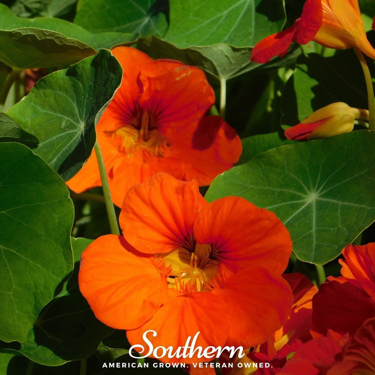 Empress of India Nasturtium – 25 Seeds