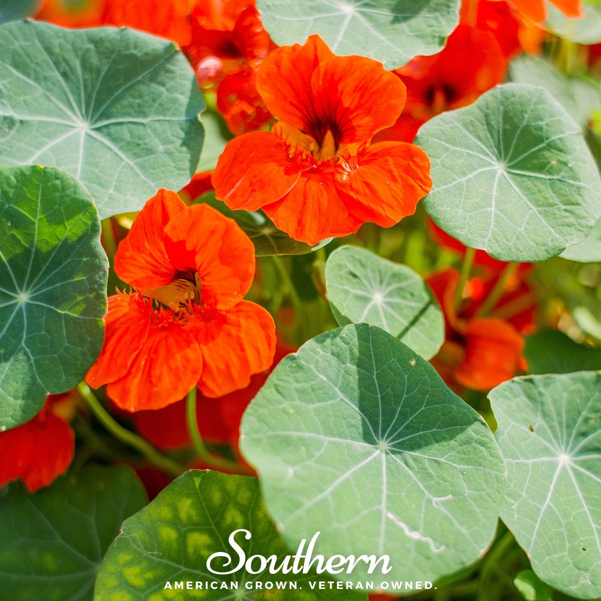 Empress of India Nasturtium – 25 Seeds