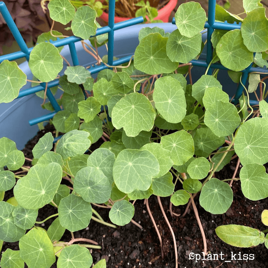Nasturtium Seeds