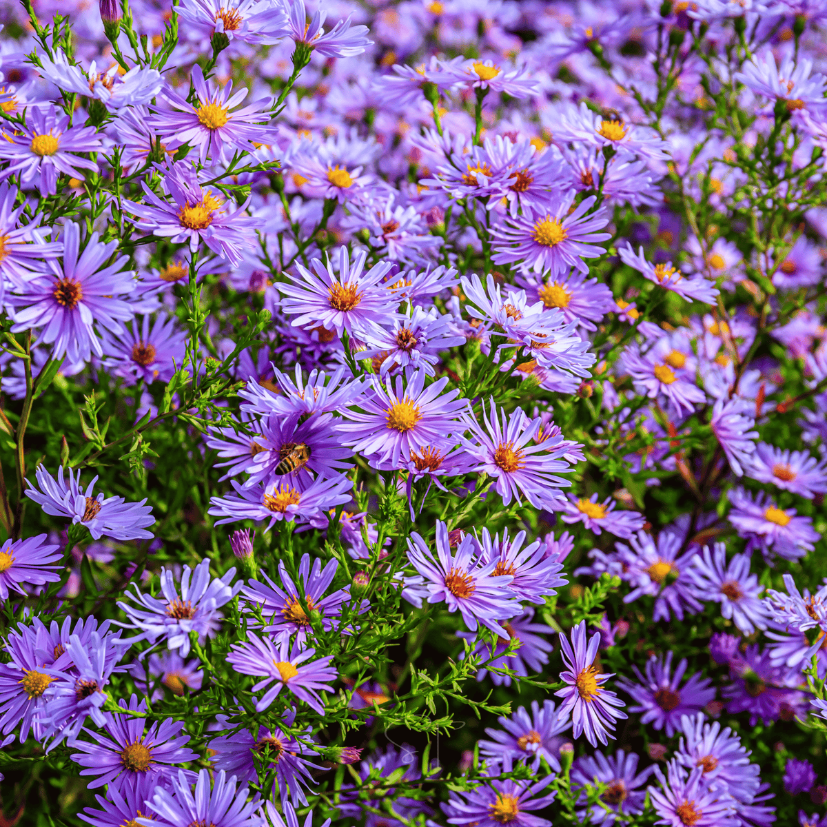 New England Aster – 200 Seeds