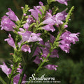 Obedient Plant – 25 Seeds