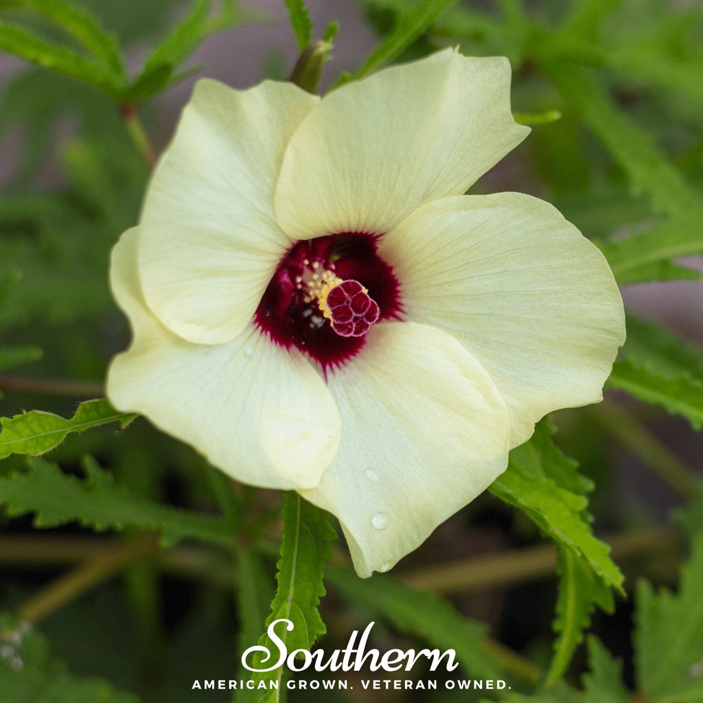 Clemson Spineless Okra – 50 Seeds