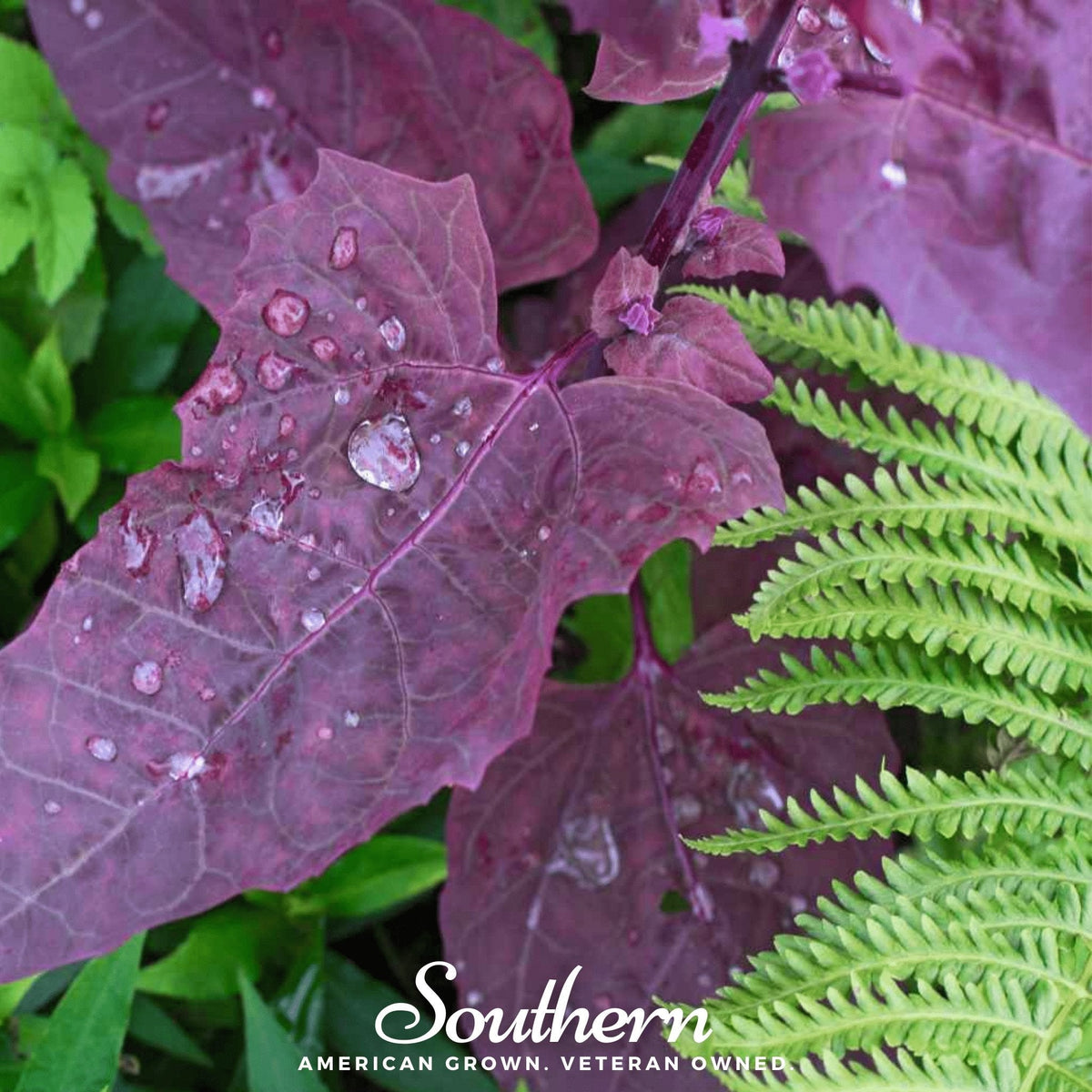 Red Plume Orach – 25 Seeds