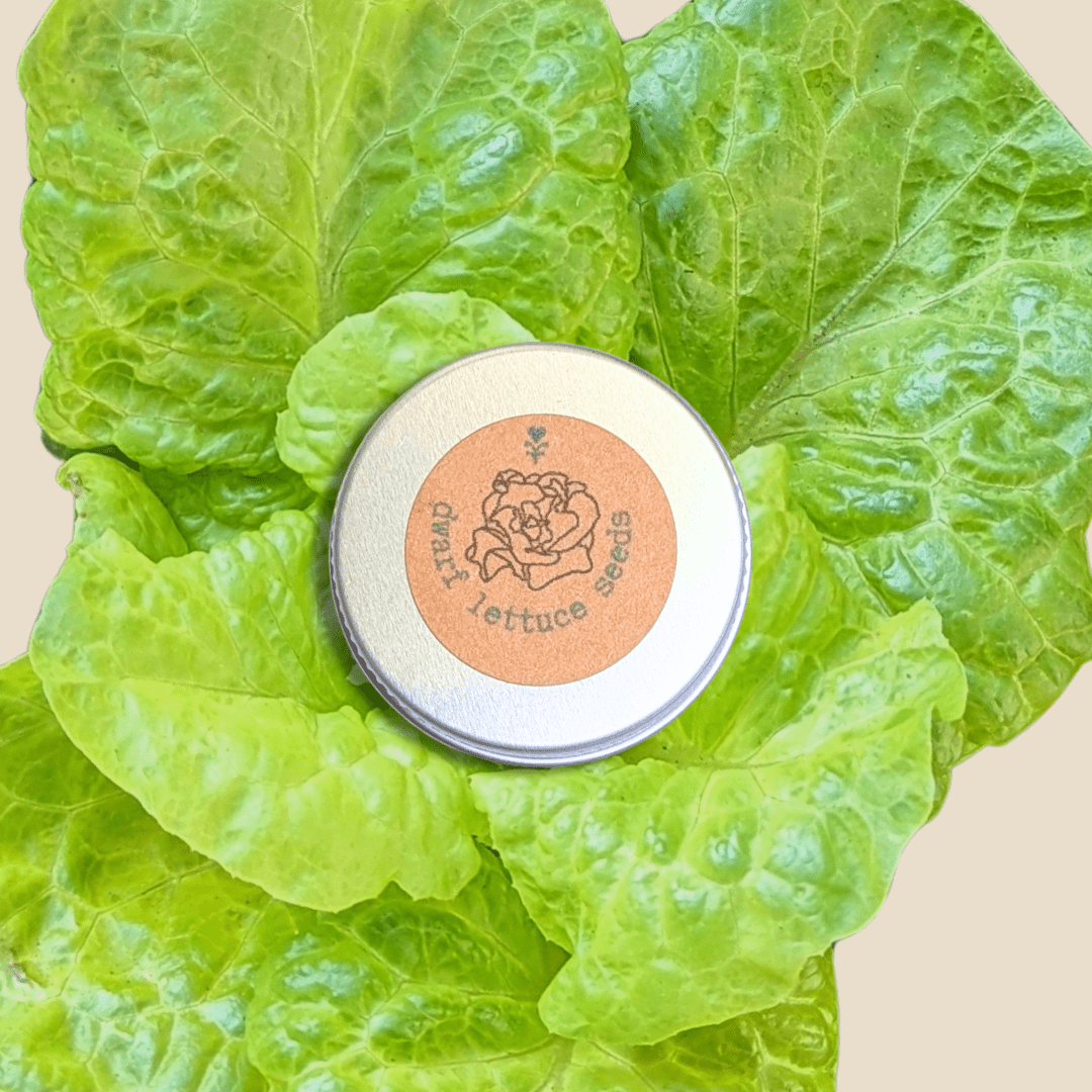 Organic Tom Thumb Lettuce Seeds
