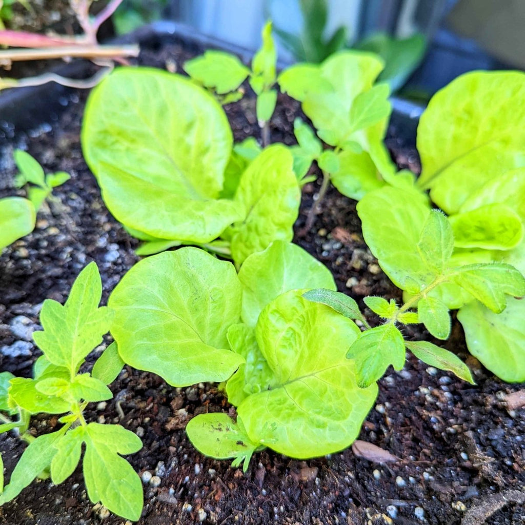 Organic Tom Thumb Lettuce Seeds