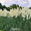 White Pampas Grass – 100 Seeds