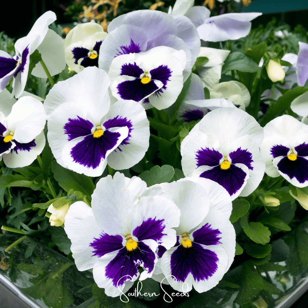 Swiss Giant Silverbride Pansy – 50 Seeds
