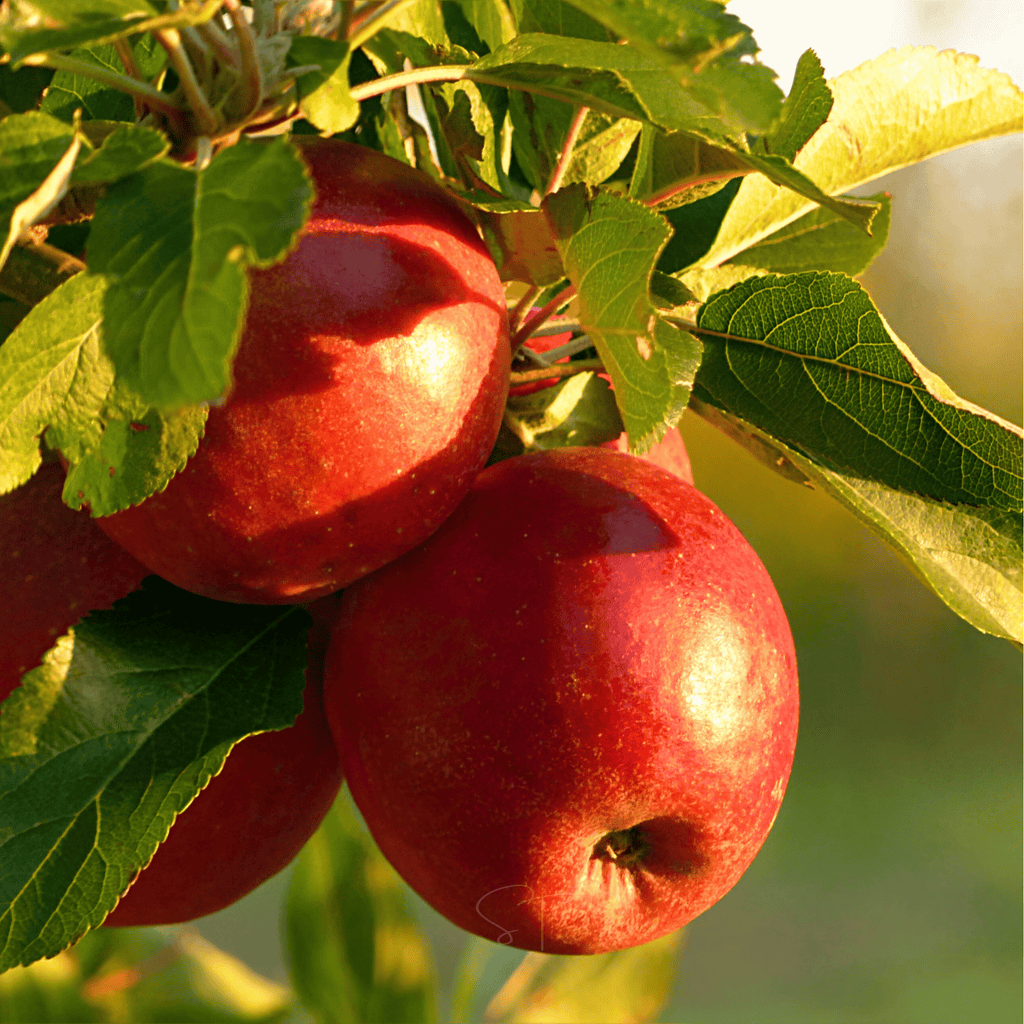 Paradise Apple Tree – 25 Seeds