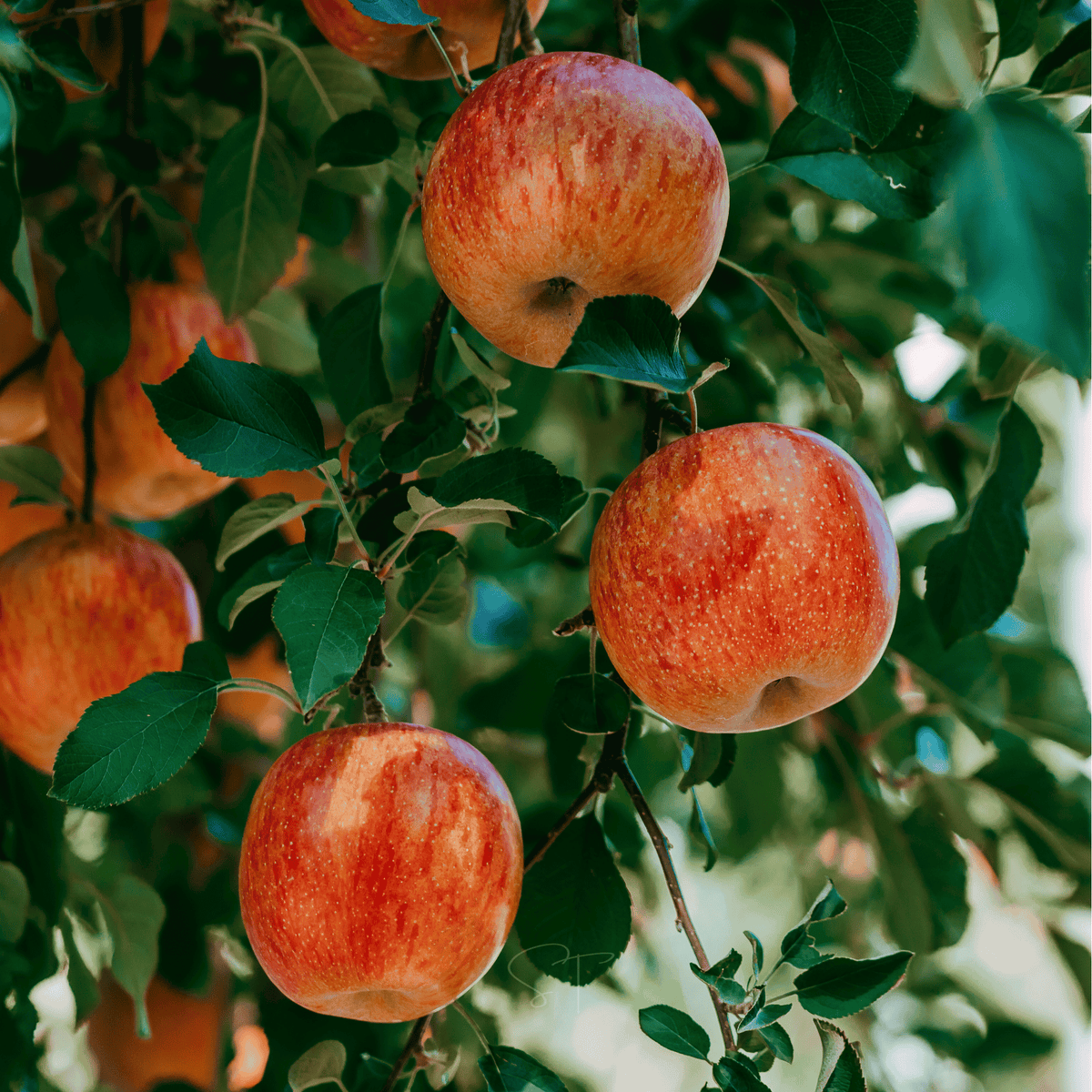 Paradise Apple Tree – 25 Seeds