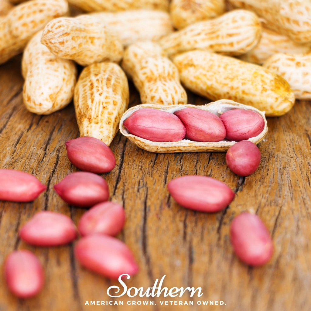 Tennessee Red Peanuts – 10 Seeds