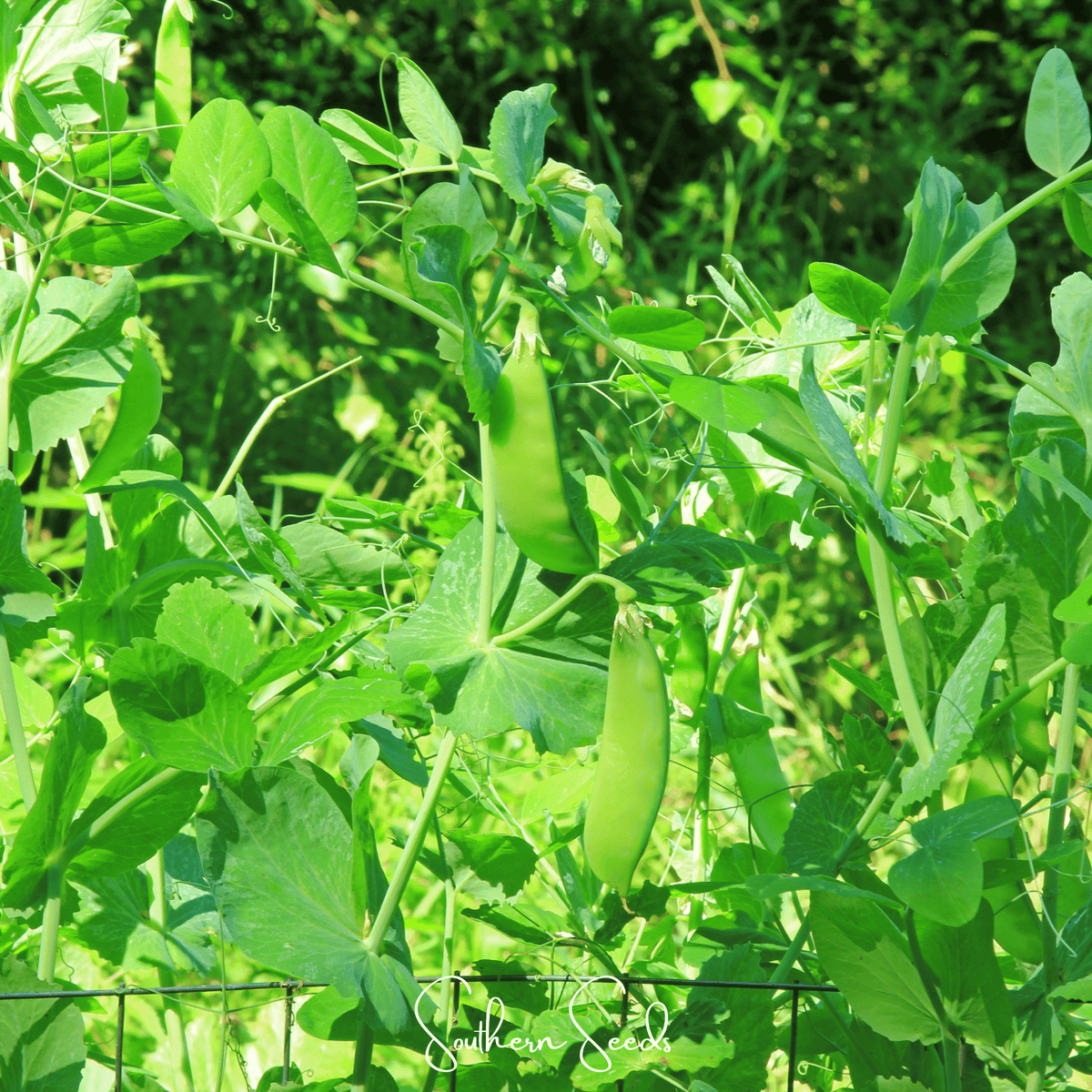 Oregon Sugar II Snow Peas – 25 Seeds