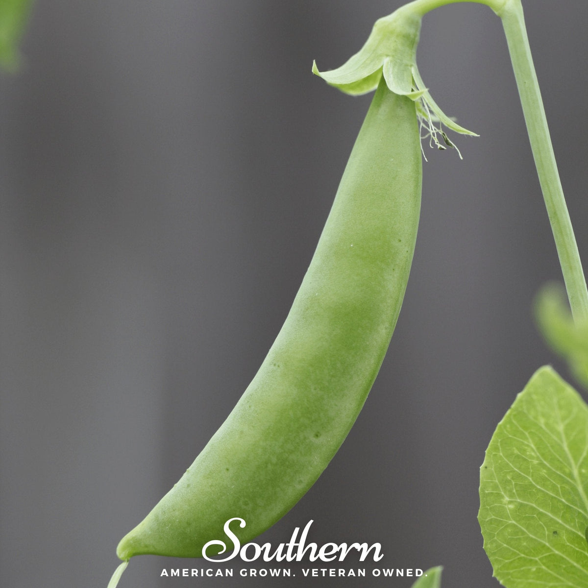 Sugar Snap Peas – 20 Seeds